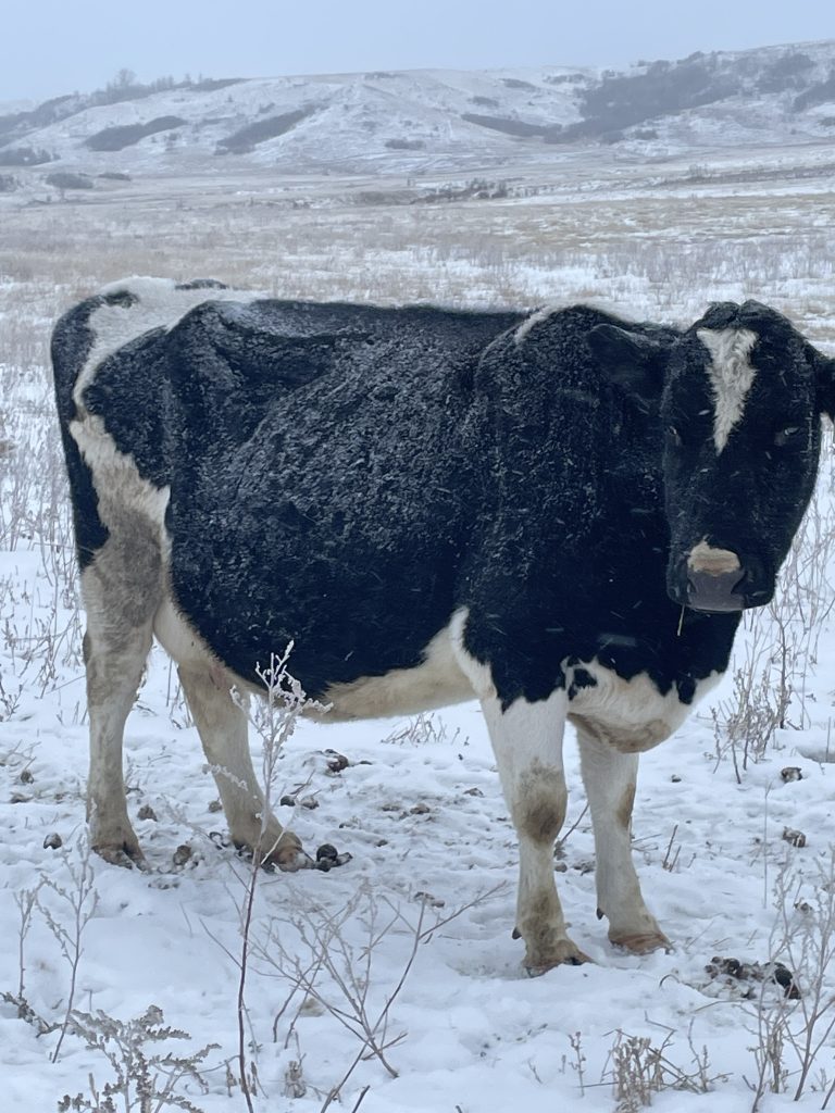 Holstein cow in winter with snow on her and ground.  About Season