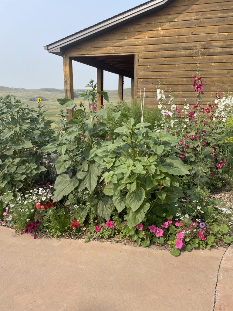 large flower garden with house in background. 