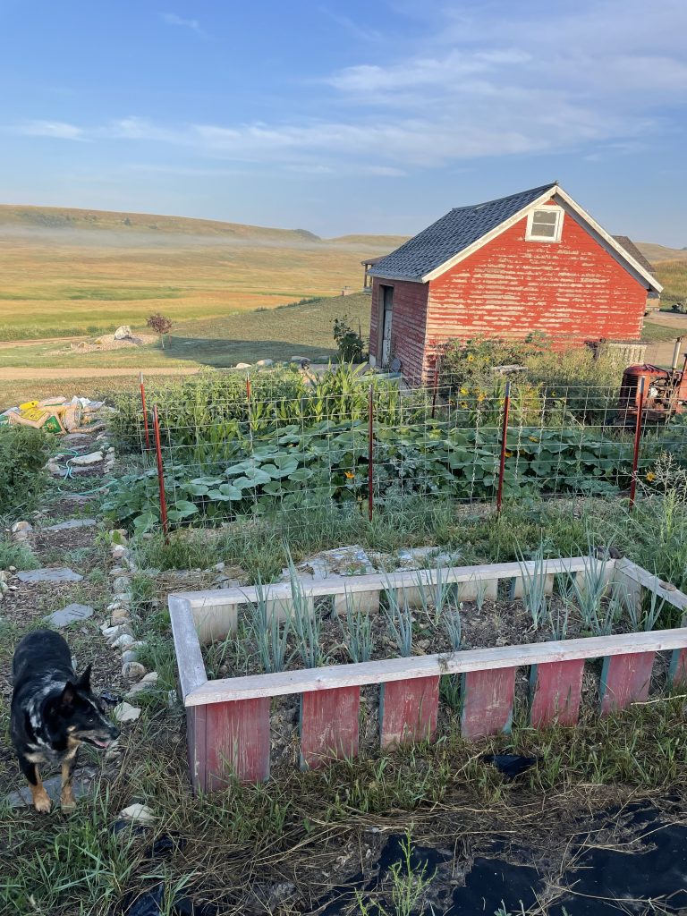 landscape of old red shed with a garden of vegetables.  About Season